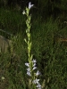 Campanula rapunculus L.
