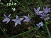 Campanula rapunculus L.