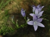 Campanula rapunculus L.