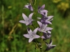 Campanula rapunculus L.
