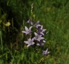 Campanula rapunculus L.