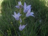 Campanula rapunculus L.