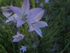 Campanula rapunculus L.