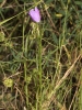 Campanula rotundifolia ? 1/4