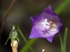 Campanula rotundifolia ? 2/4