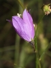 Campanula rotundifolia ? 3/4