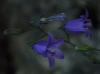 Campanula sp.