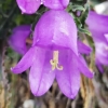 Campanula speciosa ?