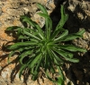 Campanula speciosa Pourr.