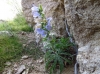 Campanula speciosa Pourr.