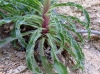 Campanula speciosa Pourr.