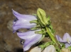 Campanula speciosa Pourr.