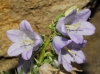 Campanula speciosa Pourr.