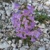 Campanula speciosa Pourr.