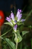 Campanula glomerata L.