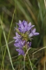 Campanula glomerata L.