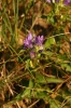 Campanula glomerata L.