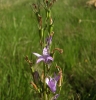 Campanula rapunculus L.