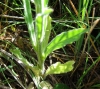 Campanula rapunculus L.