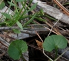 Campanula rotundifolia L.