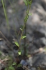 Legousia scabra (Lowe) Gamisans