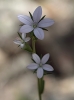 Legousia scabra (Lowe) Gamisans