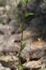 Legousia scabra (Lowe) Gamisans