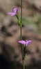 Legousia scabra (Lowe) Gamisans