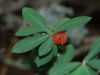 Lonicera pyrenaica L. subsp. pyrenaica