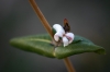 Lonicera implexa Aiton