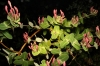 Lonicera implexa Aiton