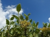 Viburnum lantana L.