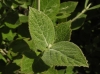 Viburnum lantana L.