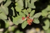 Viburnum lantana L.