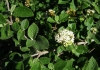 Viburnum lantana L.