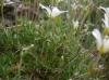 Arenaria grandiflora ? 2/3