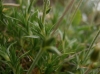 Arenaria grandiflora ? 3/3