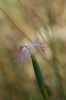 Dianthus broteri Boiss. & Reut.