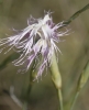Dianthus broteri Boiss. & Reut.