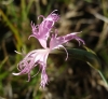 Dianthus broteri (a confirmar)