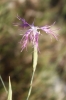 Dianthus broteri