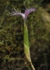 Dianthus broteri
