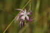 Dianthus broteri Boiss. & Reut.