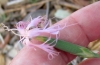 Dianthus broteri Boiss. & Reut.