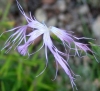 Dianthus broteri Boiss. & Reut.