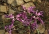 Dianthus broteri Boiss. & Reut.