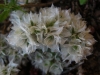 Paronychia capitata (L.) Lam. subsp. capitata