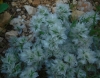 Paronychia capitata (L.) Lam. subsp. capitata