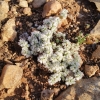 Paronychia capitata (L.) Lam. subsp. capitata