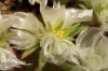 Paronychia capitata (L.) Lam. subsp. capitata